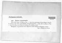 Galerina pumila image